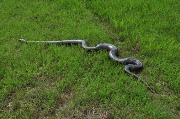A sucuri se afasta de nós no Hato El Cedral, na região dos llanos venezuelanos, perto da cidade de Mantecal